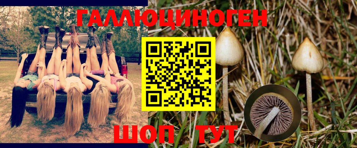 Нарткала  Псилоцибиновые грибы GOLDEN TEACHER  Вход с VPN  Псилоцибиновые грибы Psilocybe 
